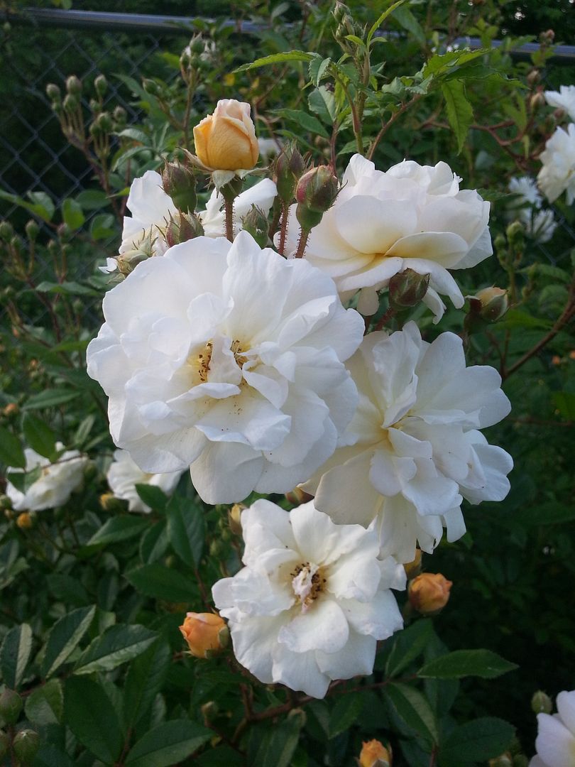 'Ghislaine de F photo 20130520_200716_zpsbaf4f339.jpg